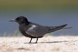 Attēlu rezultāti vaicājumam “Chlidonias niger”