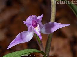 Attēlu rezultāti vaicājumam “Cephalanthera rubra flower”