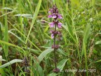Attēlu rezultāti vaicājumam “Stachys palustris fruit”