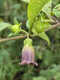 Image result for beladona