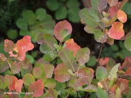 Attēlu rezultāti vaicājumam “Cotinus coggygria leaf”