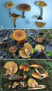 Attēlu rezultāti vaicājumam “Gymnopilus sapineus”