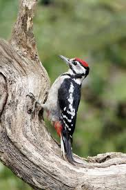 Attēlu rezultāti vaicājumam “Dendrocopos major juvenile”