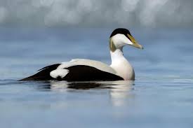 Attēlu rezultāti vaicājumam “Somateria mollissima male”