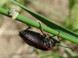 Attēlu rezultāti vaicājumam “Jalla dumosa”