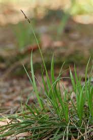 Attēlu rezultāti vaicājumam “Carex ericetorum”