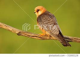 Image result for Falco vespertinus