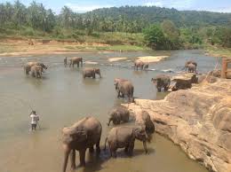 Image result for pinawella