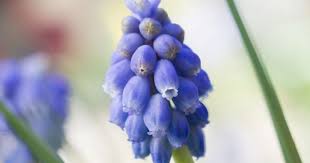 Attēlu rezultāti vaicājumam “Muscari armeniacum flower”