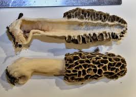 Attēlu rezultāti vaicājumam “Comatricha ellae macro”