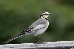 Attēlu rezultāti vaicājumam “Motacilla alba”