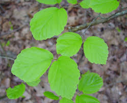 Attēlu rezultāti vaicājumam “Hamamelis vernalis leaf”