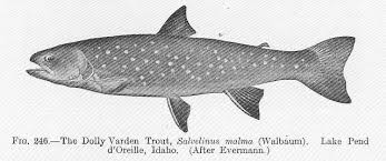 Image result for Salvelinus malma