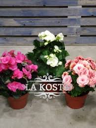 Image result for Бегония Элатиор 12х22 4601887072423