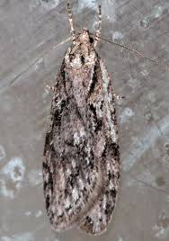 Attēlu rezultāti vaicājumam “Semioscopis avellanella imago”