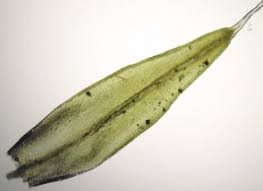 Attēlu rezultāti vaicājumam “Grimmia pulvinata sporophyte”