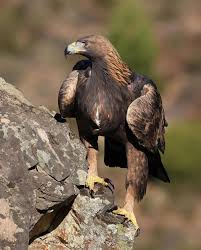 Attēlu rezultāti vaicājumam “Aquila chrysaetos”