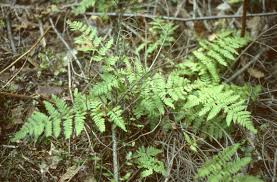 Attēlu rezultāti vaicājumam “Dryopteris carthusiana”