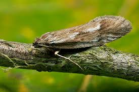 Attēlu rezultāti vaicājumam “Diurnea lipsiella”