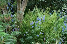 Attēlu rezultāti vaicājumam “Dryopteris affinis”
