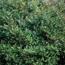 Attēlu rezultāti vaicājumam “Aronia melanocarpa”