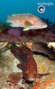 Image result for Labrus bergylta