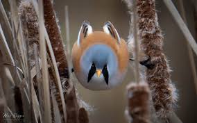 Attēlu rezultāti vaicājumam “Panurus biarmicus male”