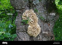 Attēlu rezultāti vaicājumam “Climacodon septentrionalis”