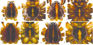 Attēlu rezultāti vaicājumam “Pisaura mirabilis female”
