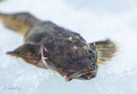 Image result for Myoxocephalus quadricornis