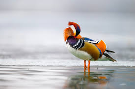 Attēlu rezultāti vaicājumam “Aix galericulata”