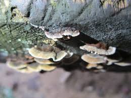 Attēlu rezultāti vaicājumam “Gloeophyllum abietinum”