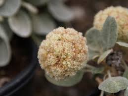 Attēlu rezultāti vaicājumam “Eriophorum latifolium leaf”