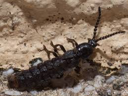 Attēlu rezultāti vaicājumam “Phosphaenus hemipterus male”