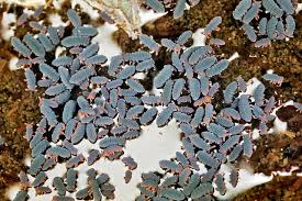 Attēlu rezultāti vaicājumam “Hypogastrura sp.”