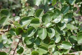 Attēlu rezultāti vaicājumam “Pyrus pyraster”