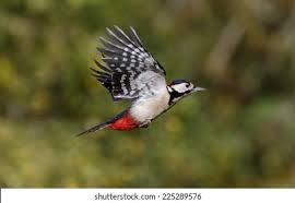 Attēlu rezultāti vaicājumam “Dendrocopos major male”