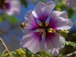 bees purple flowers (bees - via Daymix