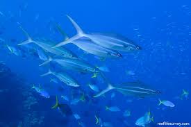 Image result for Elagatis bipinnulata