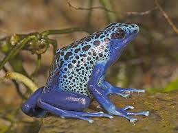 Image result for blauer baumsteiger