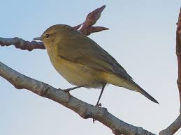 Attēlu rezultāti vaicājumam “Phylloscopus collybita adult”