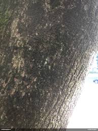 Attēlu rezultāti vaicājumam “Badhamiopsis macrospora”