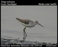 Attēlu rezultāti vaicājumam “Tringa ochropus”