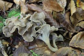 Attēlu rezultāti vaicājumam “Pseudocraterellus”