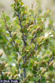 Attēlu rezultāti vaicājumam “Betula nana leaf”