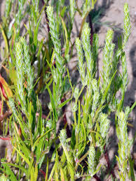 Attēlu rezultāti vaicājumam “Corispermum hyssopifolium”