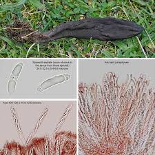 Attēlu rezultāti vaicājumam “Geoglossum sp.”