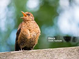 Attēlu rezultāti vaicājumam “Turdus merula juvenile”