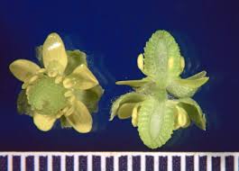 Attēlu rezultāti vaicājumam “Ranunculus sceleratus flower”