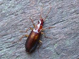 Attēlu rezultāti vaicājumam “Dromius quadrimaculatus”